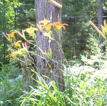 Tigerlily